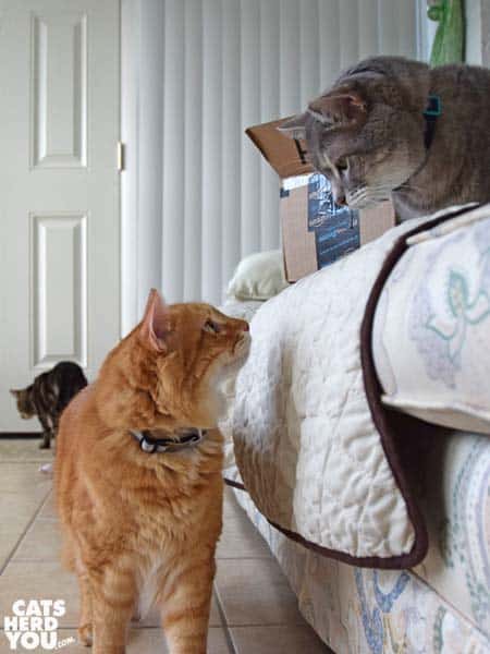 orange tabby cat looks up at gray tabby cat