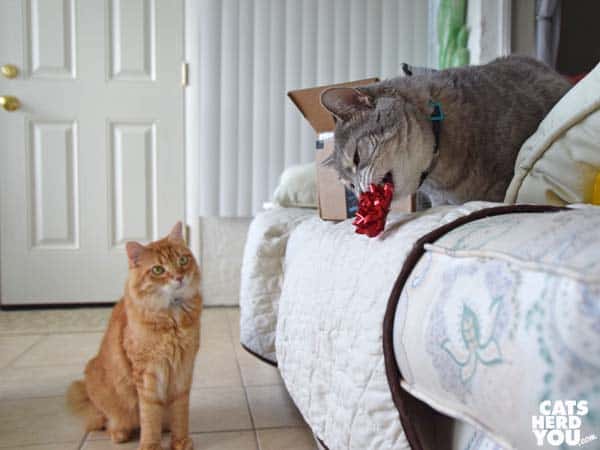 gray tabby cat with bow watched by orange tabby cat