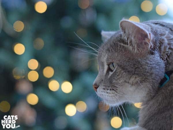 gray tabby cat