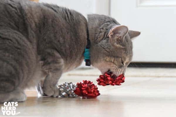 gray tabby cat lifts bow
