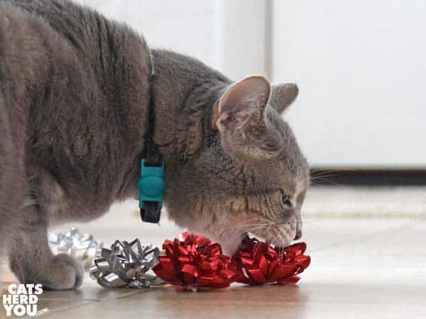 gray tabby cat bites bow