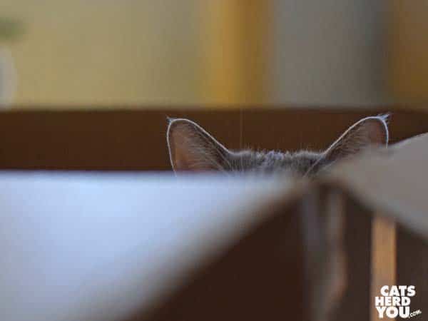 gray tabby cat in cardboard box