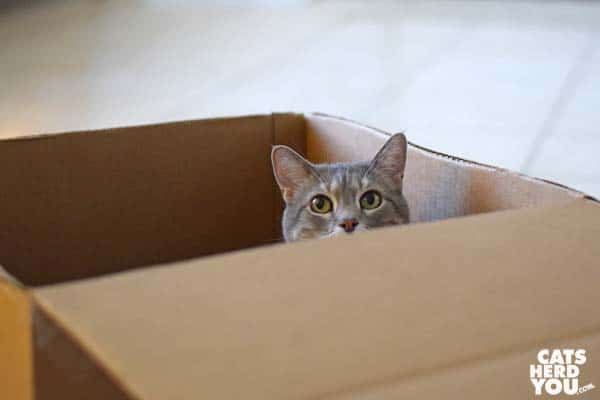 gray tabby cat in cardboard box