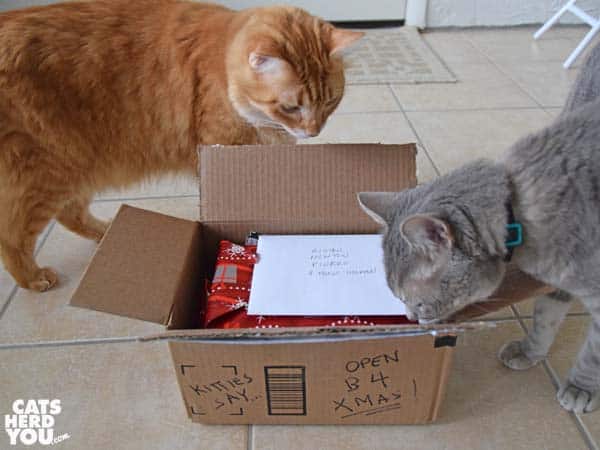 gray tabby cat and orange tabby cat look into box