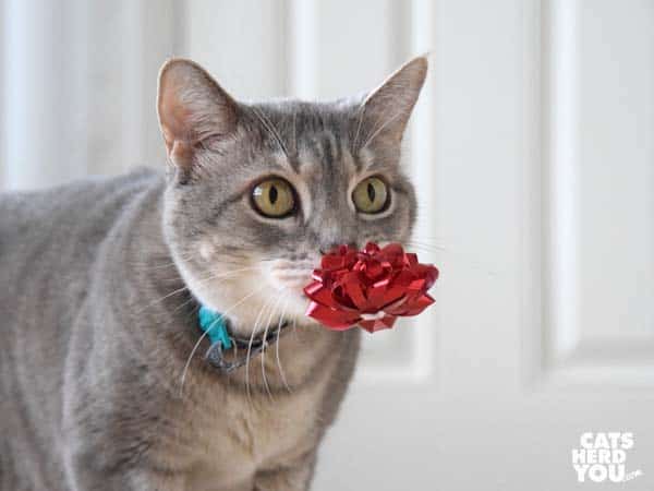 gray tabby cat carries bow