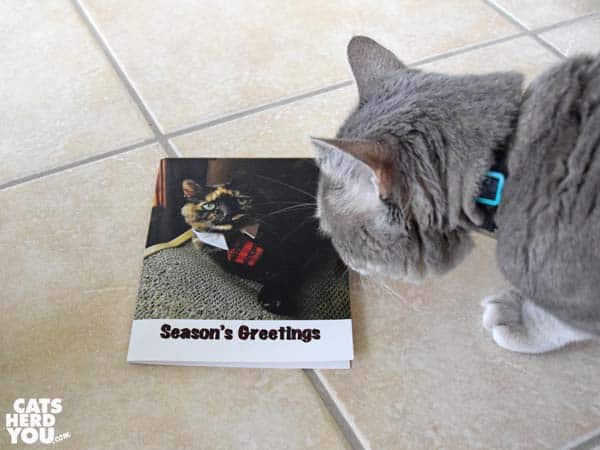 gray tabby cat looks at sparklecat.com greeting card