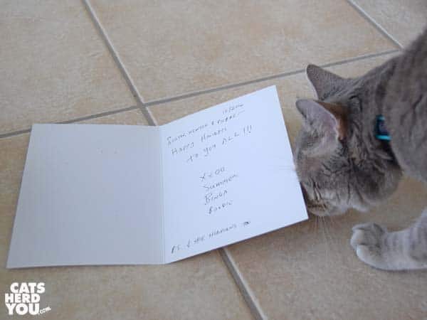 gray tabby cat looks under greeting card
