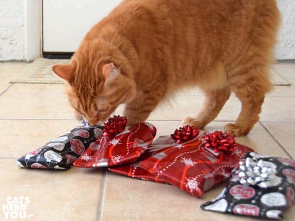one-eyed brown tabby cat looks into box