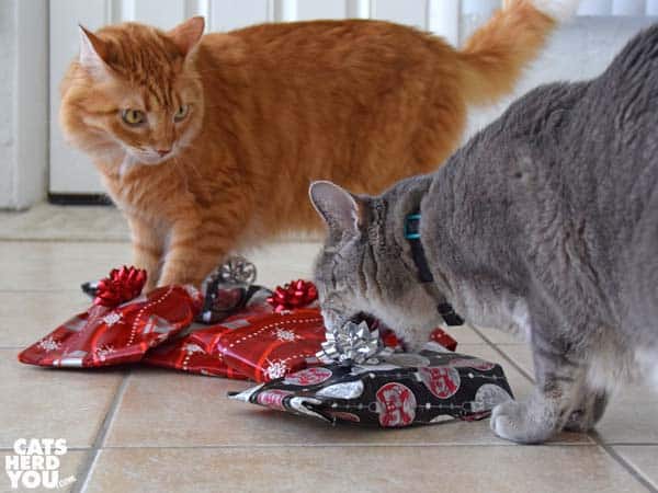 gray cat bites bow attached to gift