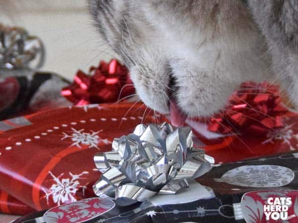 gray tabby cat licks bow