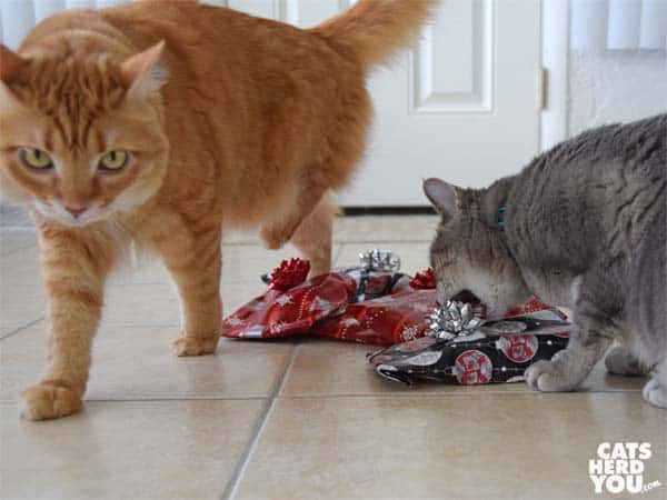 gray tabby cat bites bow as orange tabby cat exits