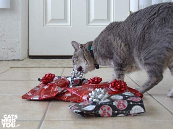 gray tabby cat bites bow