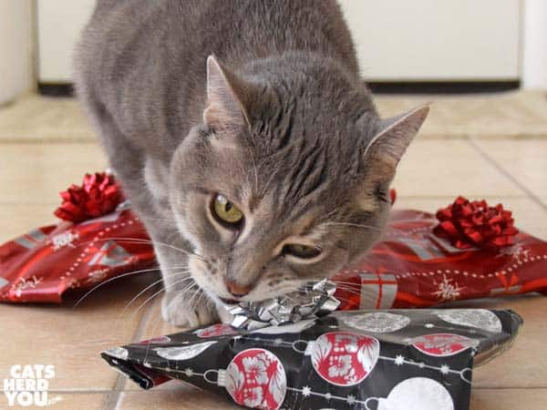 gray tabby cat chews a bow
