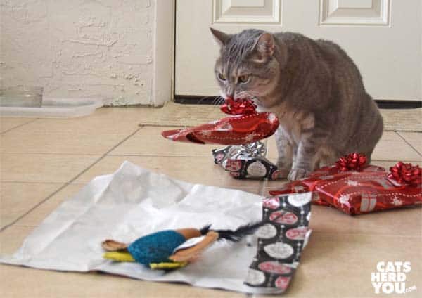gray tabby cat lifts gift by bow