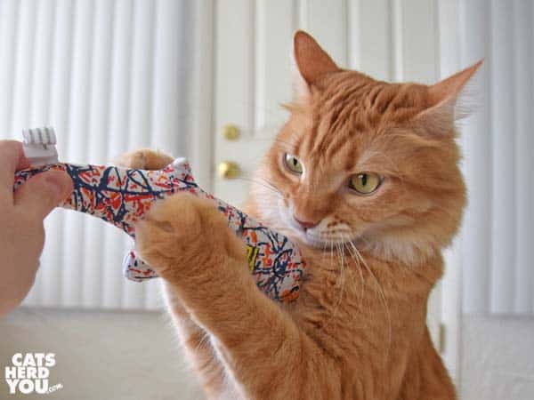 orange tabby cat plays with catnip toy
