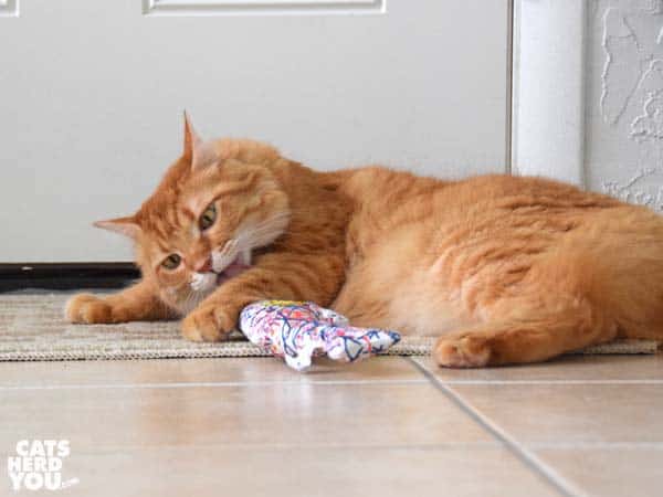 orange tabby cat plays with catnip toy