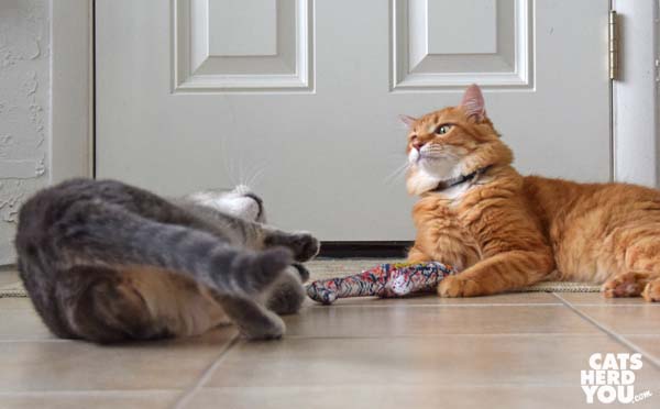 gray tabby cat steals toy from orange tabby cat