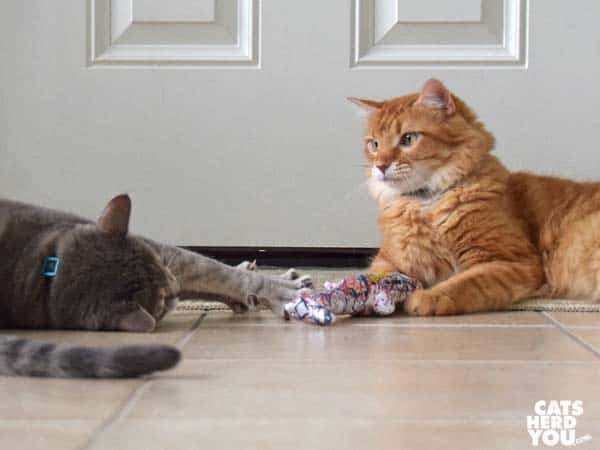 gray tabby cat steals toy from orange tabby cat