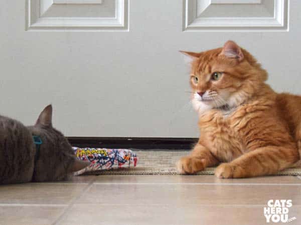 gray tabby cat steals toy from orange tabby cat