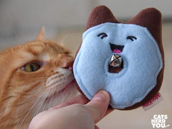orange tabby cat and donut toy