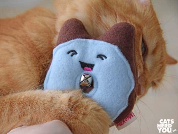orange tabby cat and donut toy