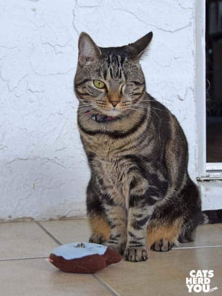 one-eyed brown tabby cat and donut toy