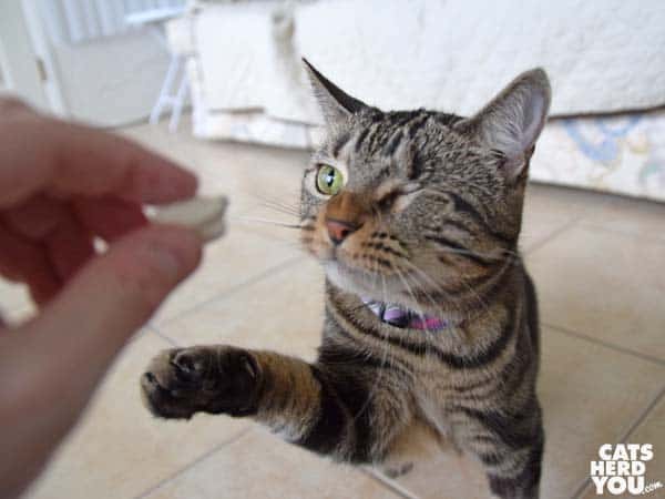 one-eyed brown tabby cat begs for treat