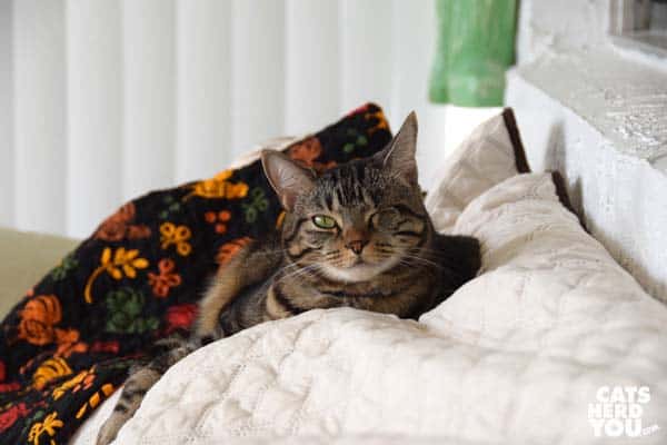 one-eyed brown tabby cat on chicken quilt
