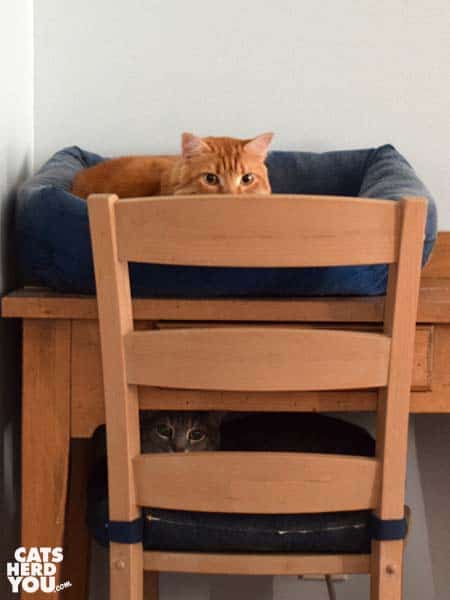 orange tabby cat and gray tabby cat simulate a bunk bed