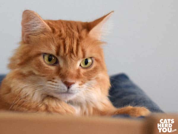 orange tabby cat