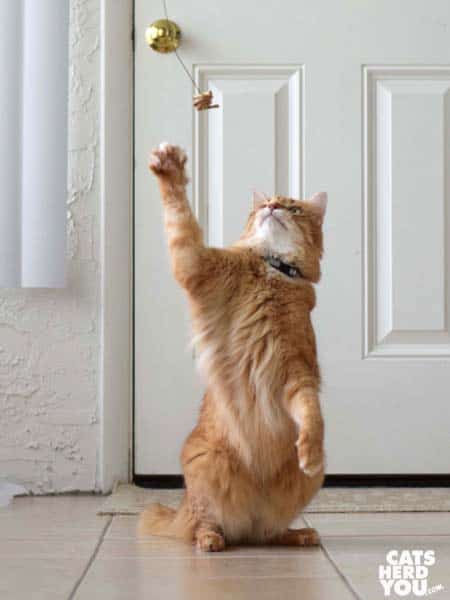 orange tabby cat stands to reach dangling toy