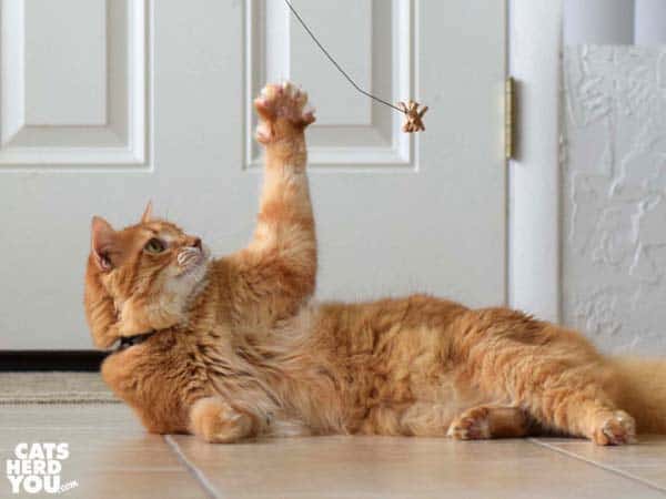 lounging orange tabby cat reaches for dangling toy