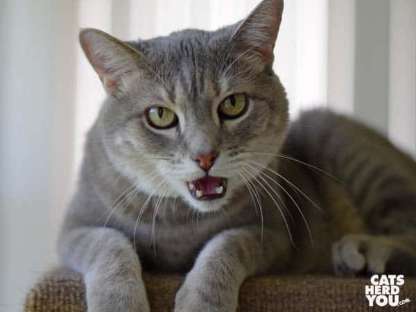 gray tabby cat speaks