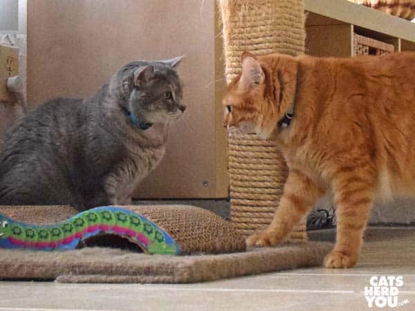 gray tabby cat and orange tabby cat face off
