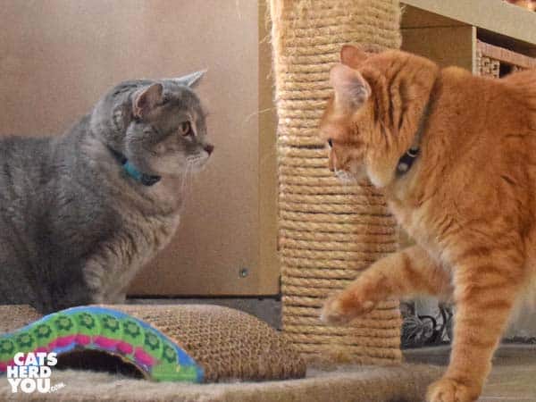 gray tabby cat and orange tabby cat face off