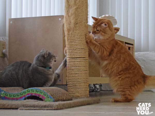 gray tabby cat and orange tabby cat fight around tree