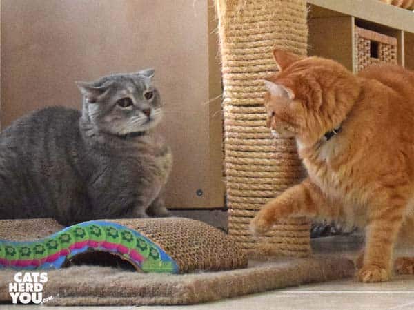 gray tabby cat looks apprehensive at orange tabby cat