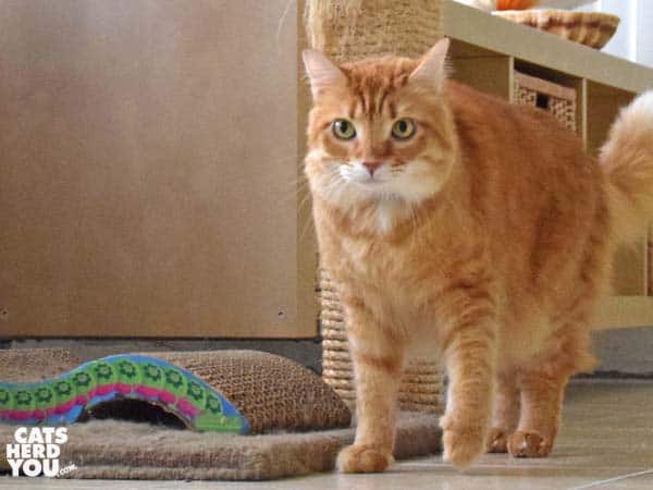 Orange tabby cat stands alone
