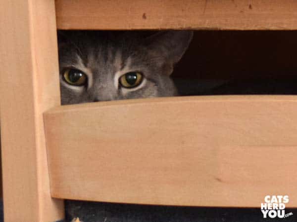 gray tabby cat peeks between wood slats