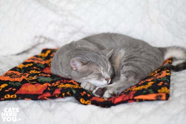 gray tabby cat sleeps on chicken quilt
