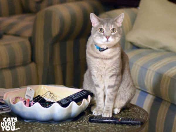 gray tabby cat on table