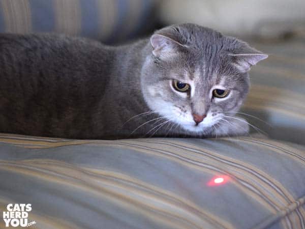 gray tabby cat and the red dot