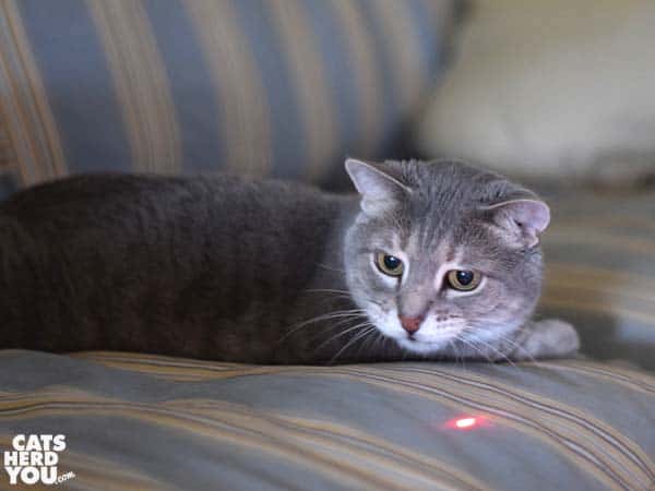 gray tabby cat and the red dot