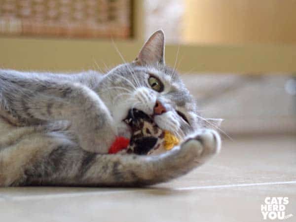 gray tabby cat and stuffed rooster toy