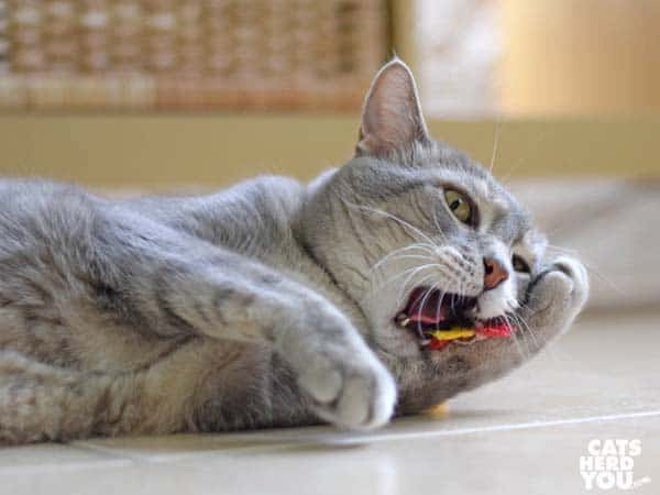 gray tabby cat plays with unstuffed rooster toy