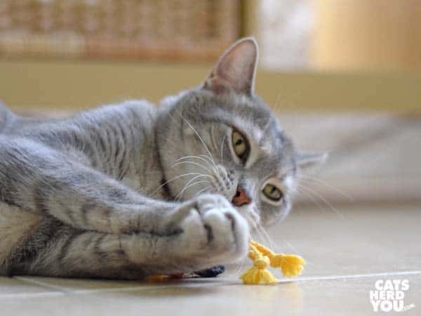gray tabby cat plays with unstuffed rooster toy