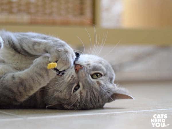 gray tabby cat and unstuffed rooster toy