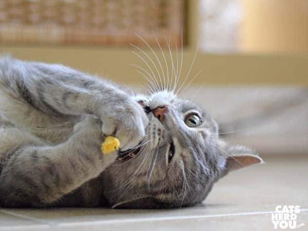 gray tabby cat and unstuffed rooster toy