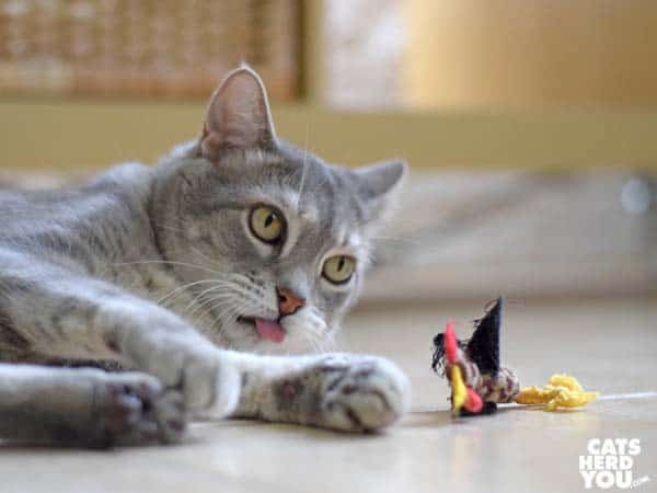 gray tabby cat and unstuffed rooster toy
