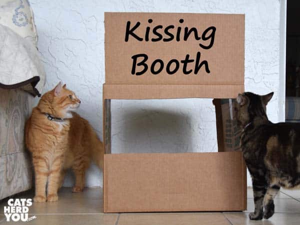 brown tabby cat and orange tabby cat look at kissing booth sign
